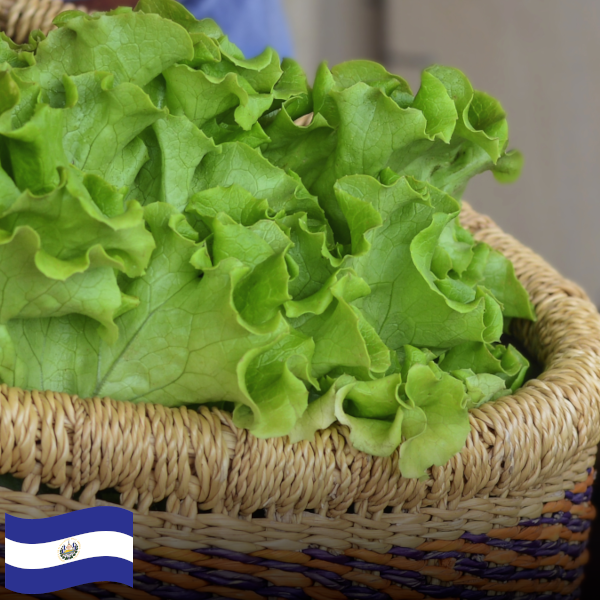 Lechuga colocha / Colocha Lettuce (1)