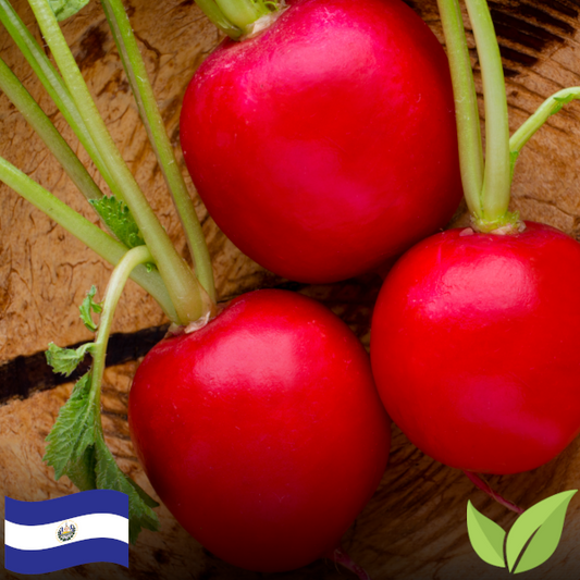 Rábanos / Radishes (1 lb) (Organic)